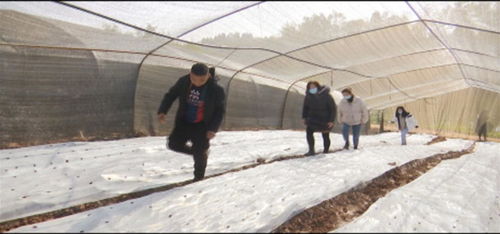 禾豐鎮(zhèn)探索食用菌栽培技術(shù)，推動(dòng)現(xiàn)代農(nóng)業(yè)發(fā)展
