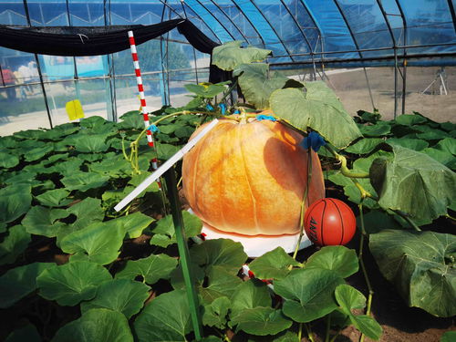 在北大荒，農(nóng)產(chǎn)品有“絕活兒”——農(nóng)業(yè)種植技術(shù)開(kāi)發(fā)助推高質(zhì)量發(fā)展