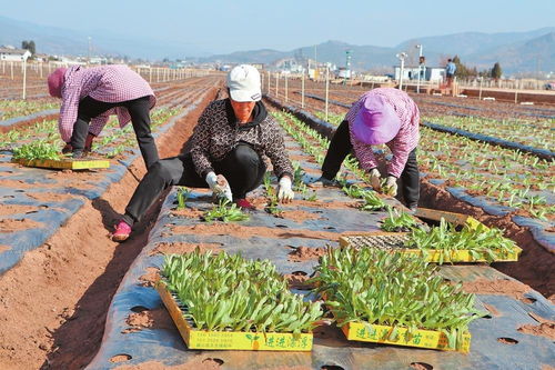 劍川 緊盯節令移栽忙 科技賦能蔬菜產業提質增效