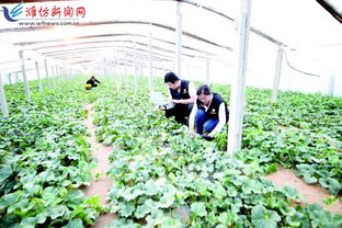 科技賦能，種植先行 以現(xiàn)代農(nóng)業(yè)技術(shù)開發(fā)助推鄉(xiāng)村振興