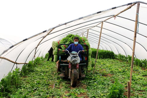 河北永清 科技賦能蔬菜種植，產業升級助農增收