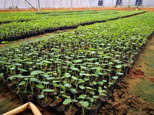 黨領(lǐng)導(dǎo)下的農(nóng)技協(xié)丨廣西北海市合浦縣生態(tài)農(nóng)業(yè)種養(yǎng)技術(shù)協(xié)會 深耕技術(shù)開發(fā)，賦能綠色種植