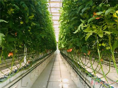 無土之壤，未來之味 青島高科技農場引領西紅柿種植革命