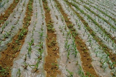 玉米種植技術 現代農業種植技術的開發與應用