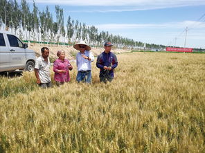 科技特派員張毅 以技術為犁，深耕沃土，譜寫糧食種植節本增效新篇章