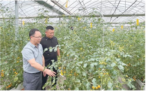 技術培訓進大棚 蔬菜基地變課堂